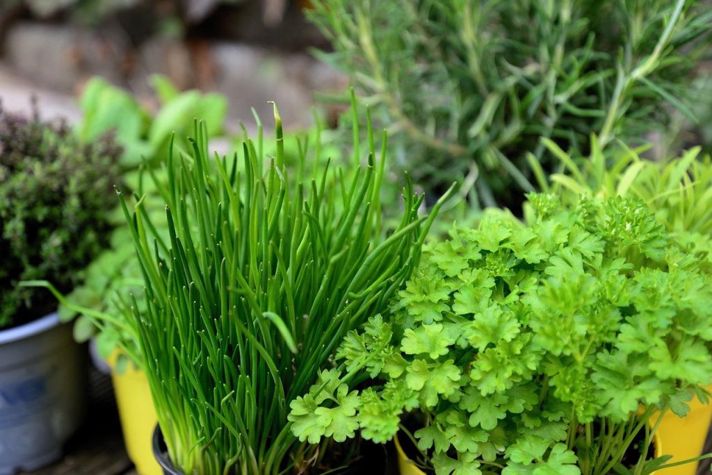 Geneeskrachtige kruiden voor natuurlijke gezondheid en welzijn