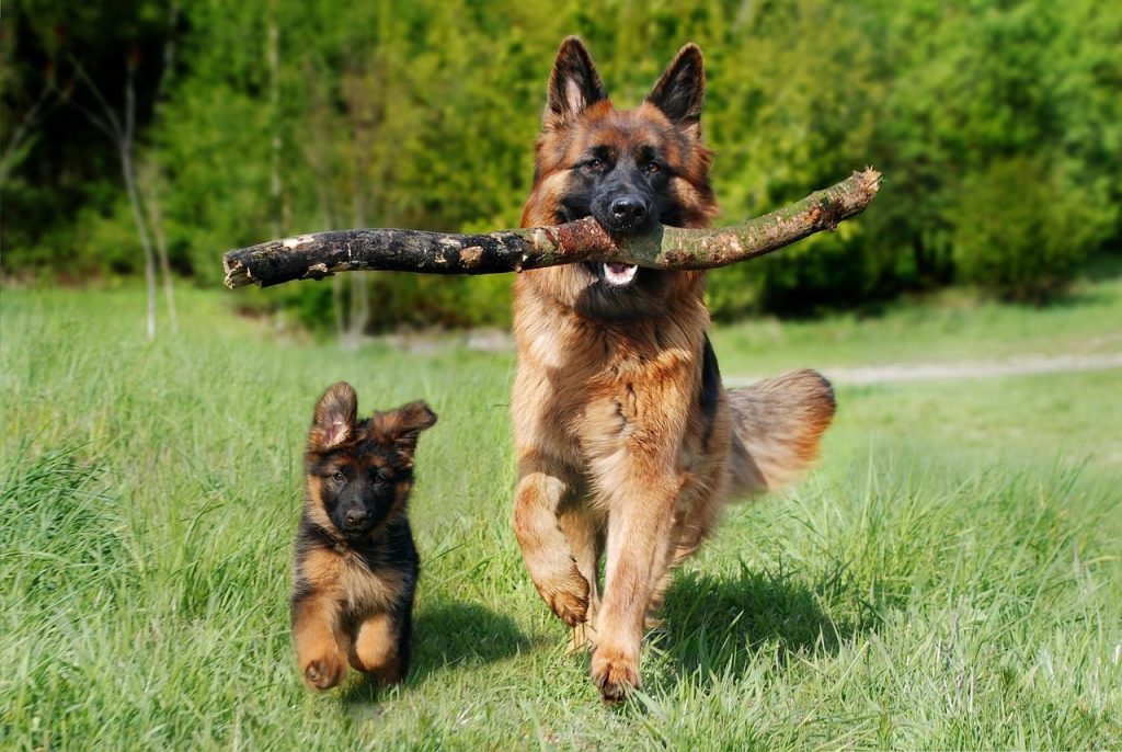 Hondenfokker in Uden toont gezonde labrador puppy met moeder in liefdevolle omgeving